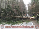 31.03.2015 Baum über Strasse